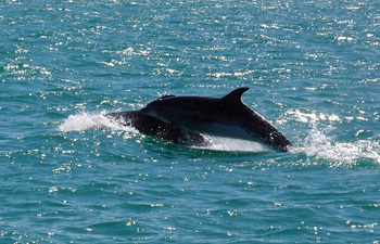 dauphins